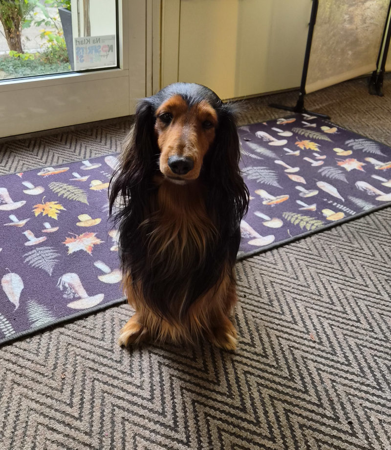 Ziggie, der Hund